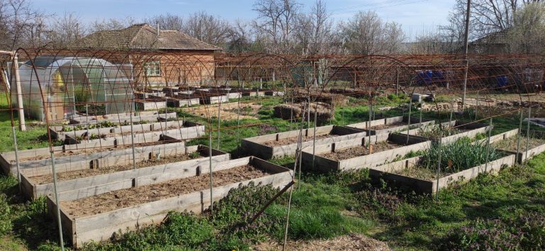 Raised vegetable beds